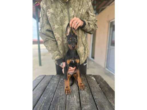 Uygun Doberman Yavruları İstanbul elden teslim olur!!