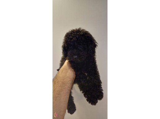 Toy poodle 2 aylık