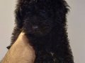 Toy poodle 2 aylık