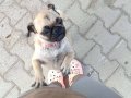 Oyuncu sevimli dişi pug