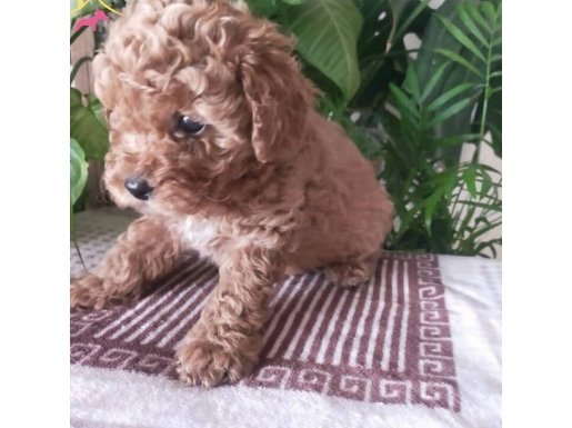 SEVİMLİ TOY POODLE YAVRULARIMIZ