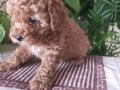 SEVİMLİ TOY POODLE YAVRULARIMIZ