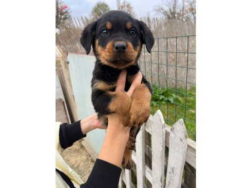 Safkan rottweiler yavrular