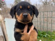 Safkan rottweiler yavrular