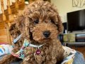 Kusursuz toy - poodle yavrular 