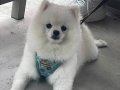 Beyaz pomeranian boo