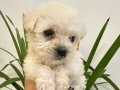 Maltipoo çipli aşılı  2 aylık yavru köpeğim yuvasını arıyor