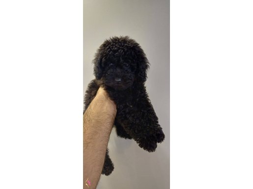 3 aylık toy poodle 