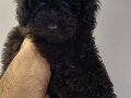 3 aylık toy poodle 