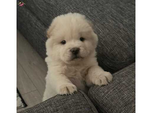 Yavru Chow Chow 2 Aylık