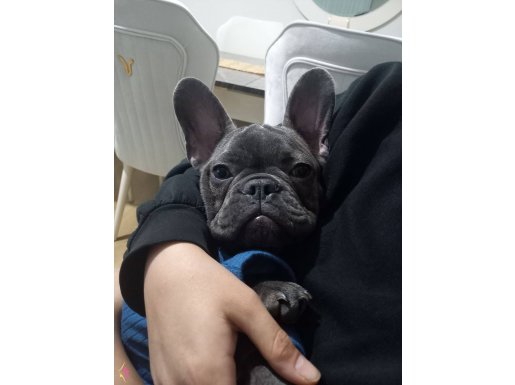 Orjinal french bulldog 