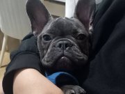 Orjinal french bulldog 