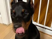 KİNG ORJINAL SECERELİ DOBERMAN YAVRULAR
