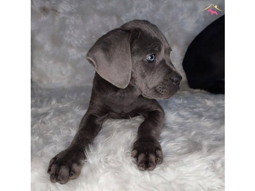 Blue Çift Aşılı 3 Aylık Cane Corso Yavrumuz