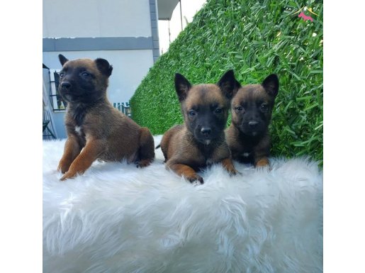 Özel Arama ve Polis Köpeği Belçika Malinois Kurdu Yavrular