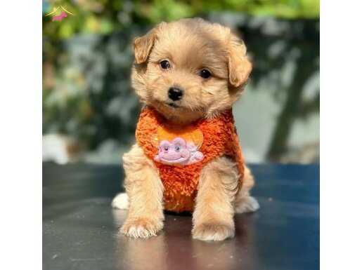 Kızık Kürke Sahip Ufak Boy Dişi Maltipoo Bebekler