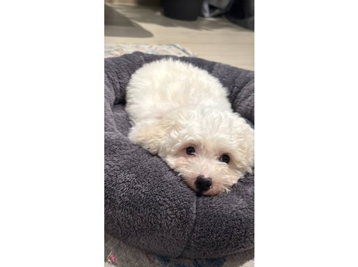 Ailenizin yeni üyesi maltipoo