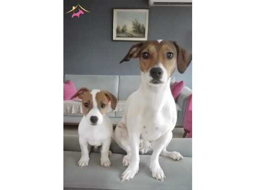 Jack russel yavrusu 