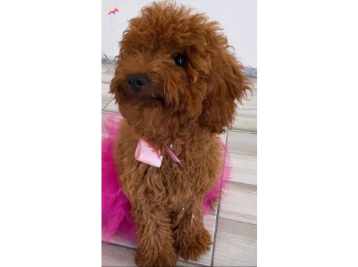 Toy poodle köpeğimiz iyi ve sağlıklı güzel bakılmış bir kope