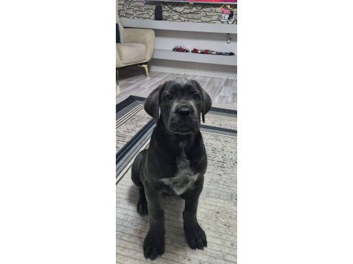 CANE CORSO ZEUSS