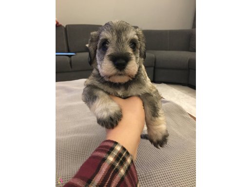 MİNYATÜR SCHNAUZER 