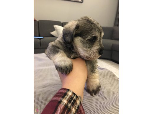 MİNYATÜR SCHNAUZER 