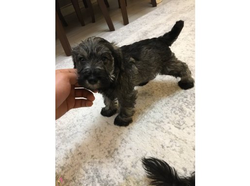 MİNYATÜR SCHNAUZER 