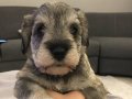 MİNYATÜR SCHNAUZER 