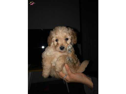 2 Aylık yakışıklı maltipoo yavrumuz