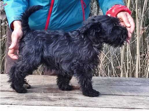 Şecereli Siyah Minyatür Schnauzer yavru