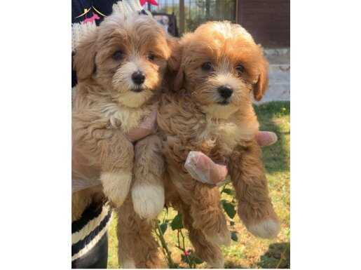 Dünya tatlısı Maltipoo yavruları 