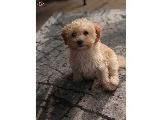 Toy poodle -maltipoo