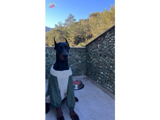 İri Kan Hattına Sahip Scrli Erkek Doberman