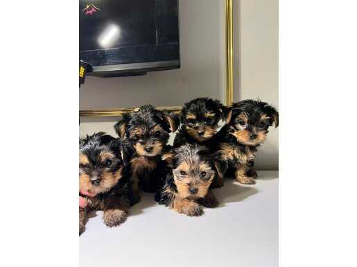 Çok Sağlıklı Mini Teacup Yorkie Yavrular 55 Günlük