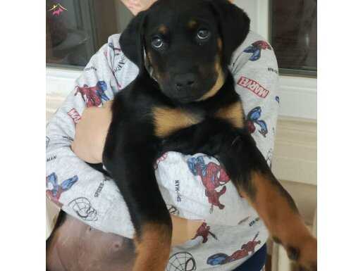 1 Aylık Erkek Rottweiler