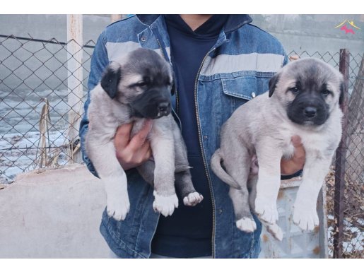 sivas merkezden safkan kangal yavruları