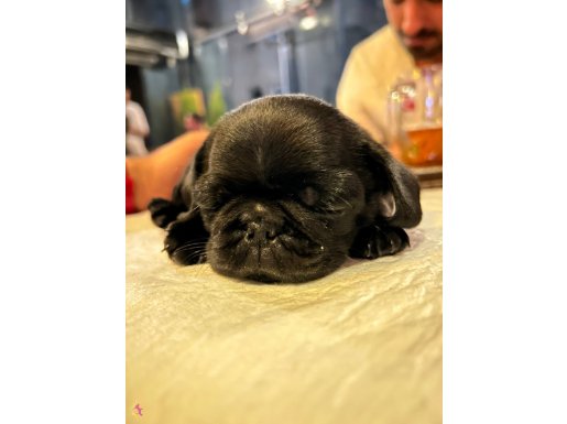 5 aylık bakımlı satin siyah pug safkan