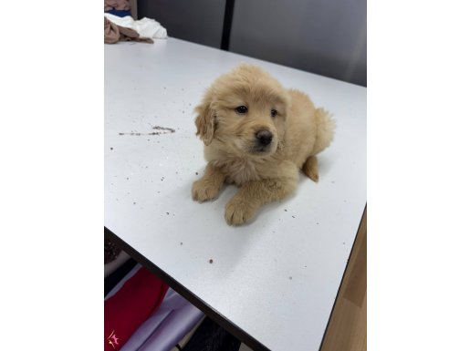 2 aylık golden retriever