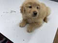 2 aylık golden retriever