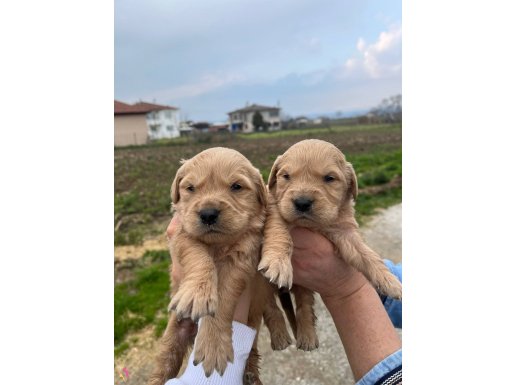 Bebek Yüzlü Golden Retriever