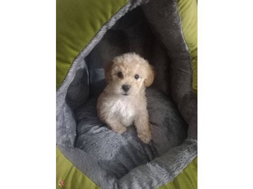 50 günlük erkek maltipoo