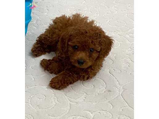 Üç aylık toy poodle oğlumuza aile arıyoruz