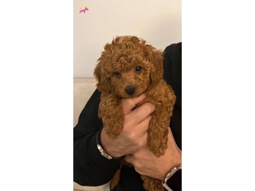 LEKESİZ TOY POODLE