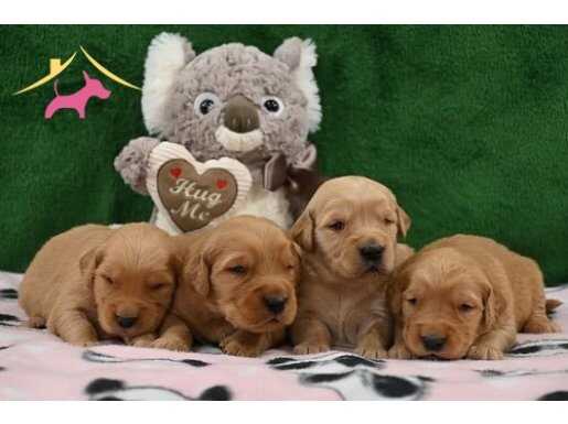 Red golden puppies (erkek dişi)