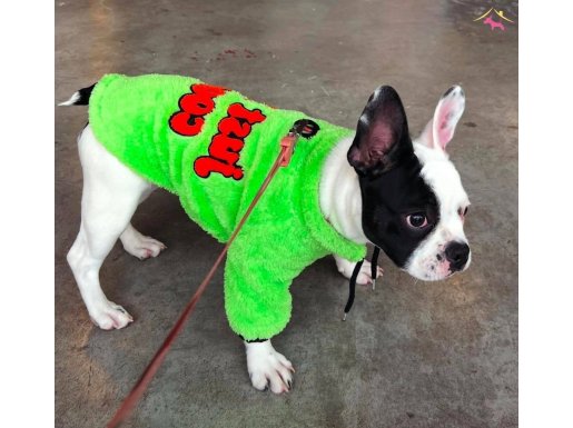 Sağlıklı French Bulldog