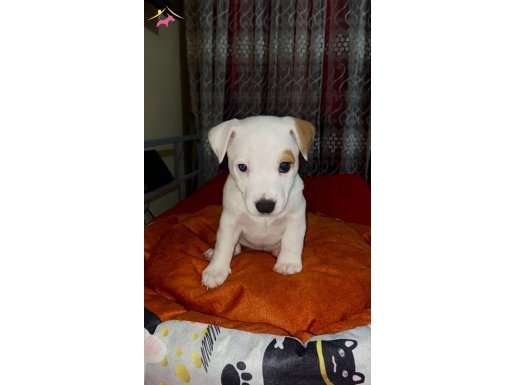 02.12.2024 evinize nese katıcak jack russell yavruları