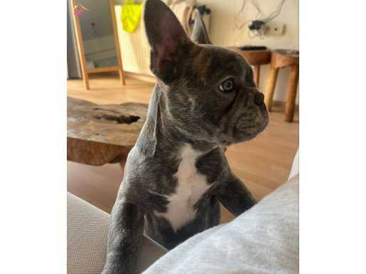 French bulldog 5aylık