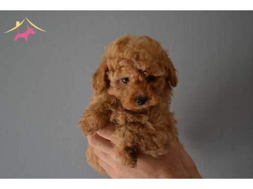 RED TOY POODLE YAVRULARIMIZ