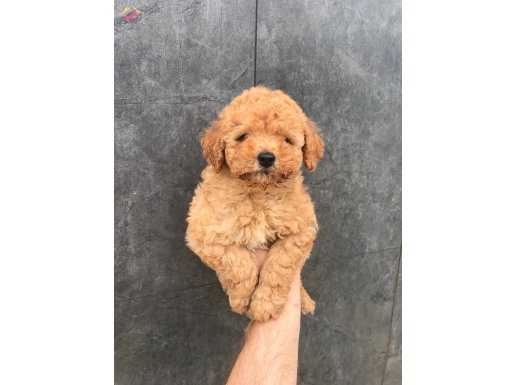 ORJİNAL TOY POODLE YAVRUMUZ