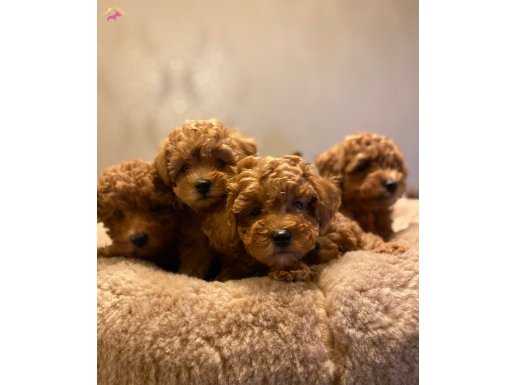 MÜKEMMEL RED TOY POODLE YAVRULARIMIZ